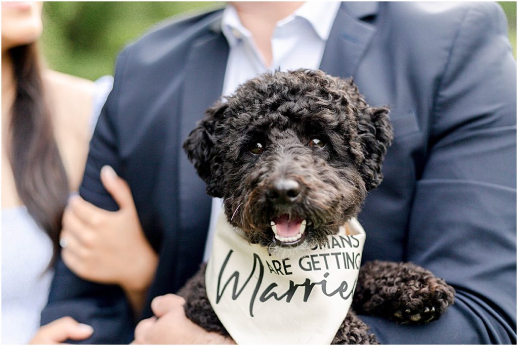 Close up of Jorge and Carina's dog wearing a scarf that says "My Humans are getting Married"