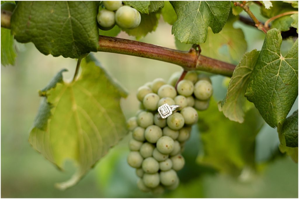 Detail shot of Remington's ring on a grape bunch